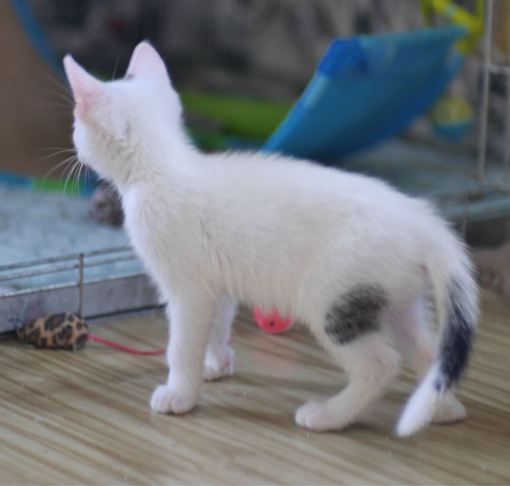 Bialutki kociak do adopcji