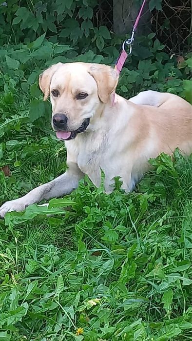 Лабрадор Ретривер