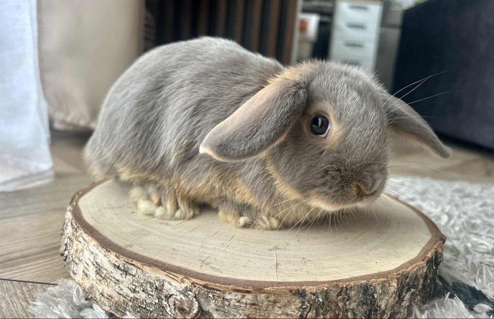 Króliczek karzełek Baran podpalany feh mini królik