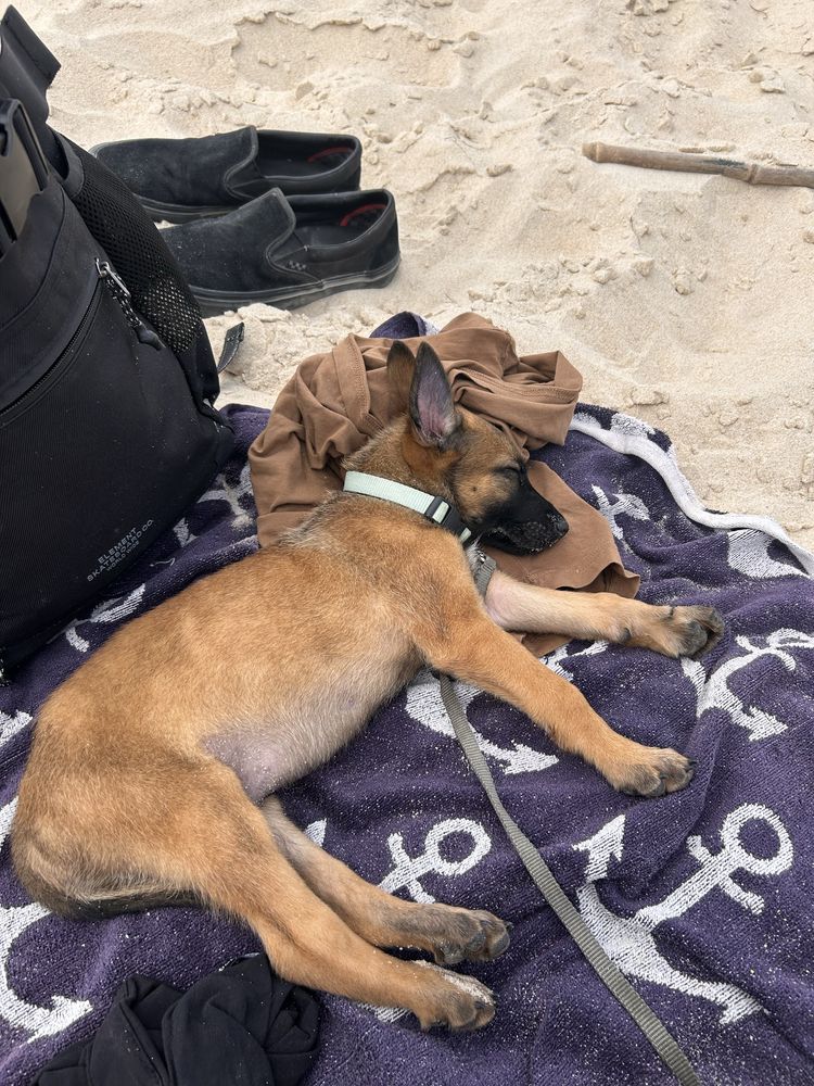 Cachorro macho 2 meses