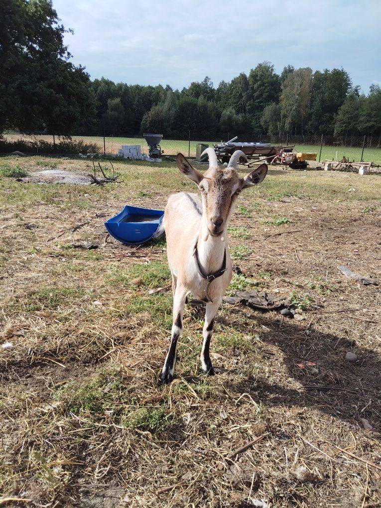 3 kozy sprzedam/zamienię