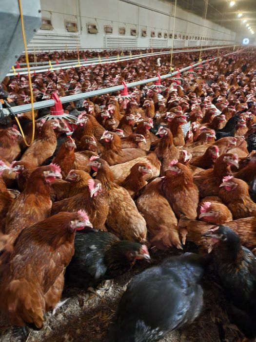 Nioski Kury z Jajkiem Leghorn Dominant Messa prosto od HODOWCY !