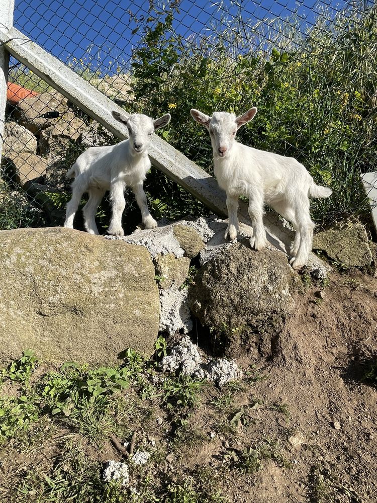 Vendo cabrito macho