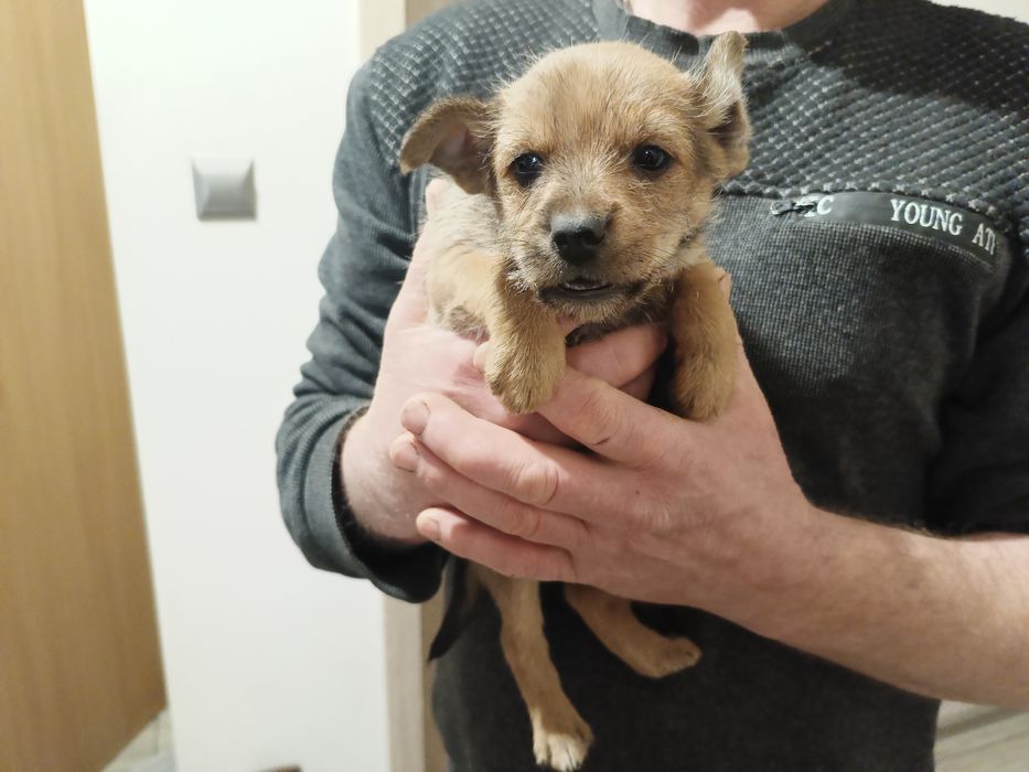 Szczeniak, piesek york mieszany do oddania