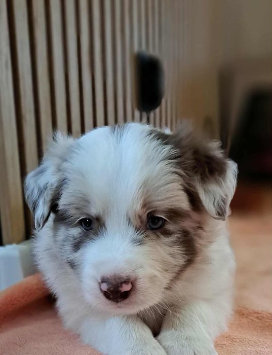 Border Collie szczenięta