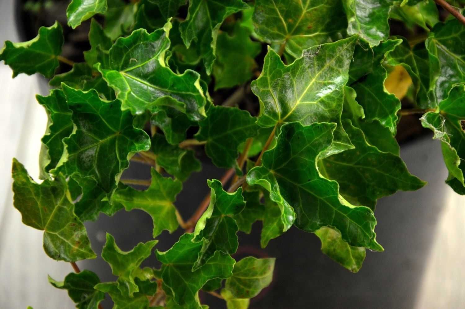 Bluszcz pospolity 'Ivalace' - Hedera Helix 12