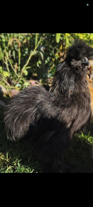 Koguty silka 5 6 miesięcy