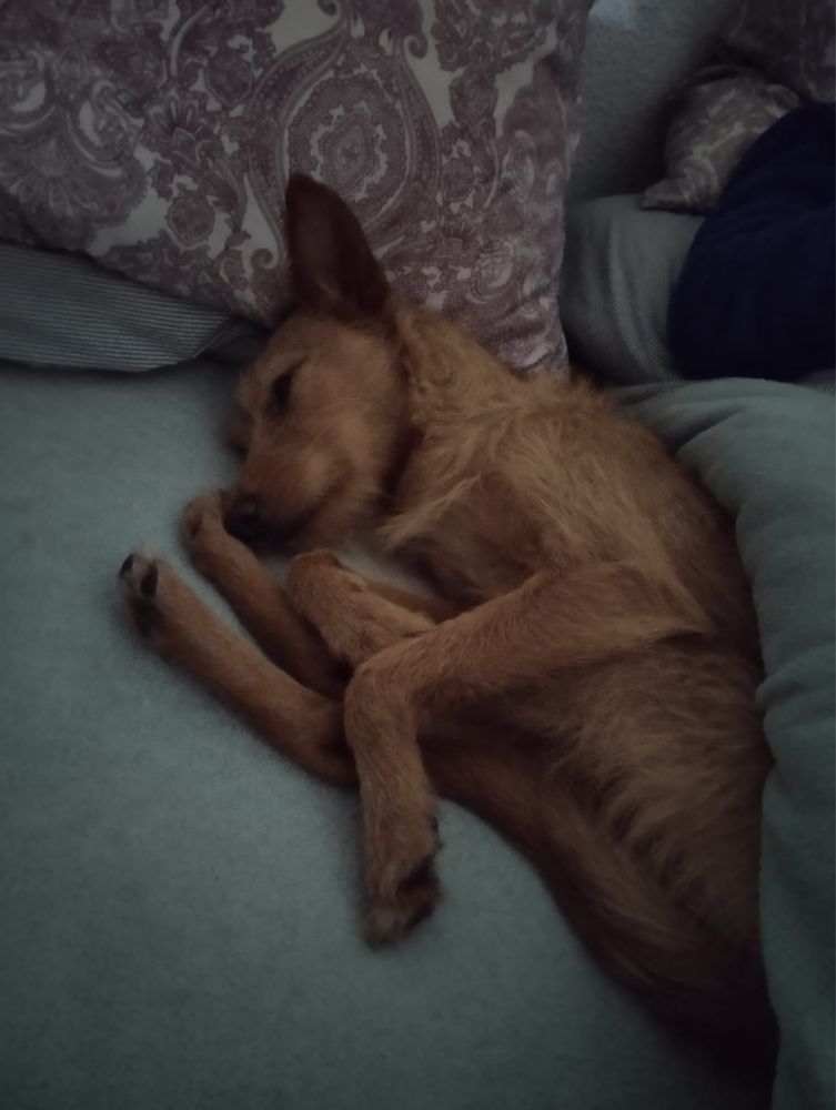 Belinha, para adoção responsável