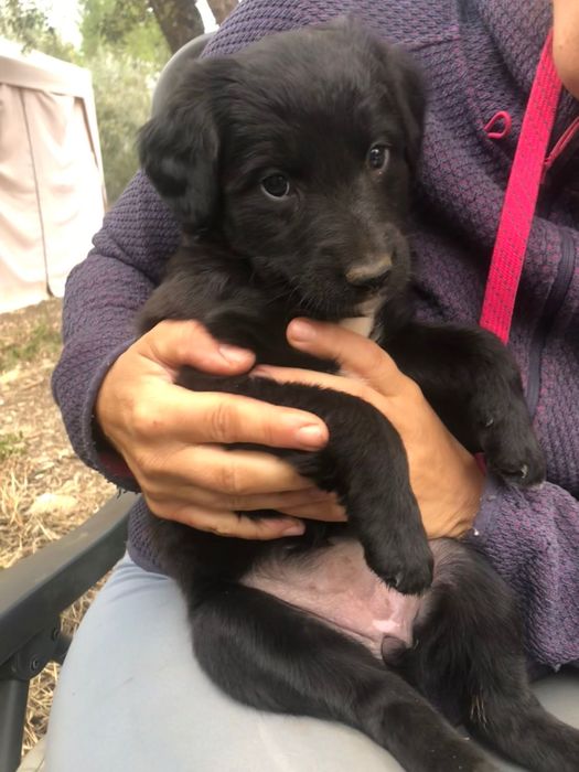 cachorros à procura de um novo lar