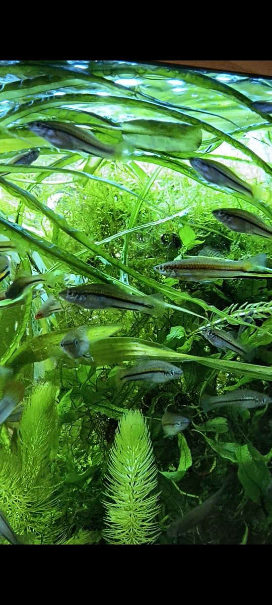 Xiphophorus helleri "Rio Jalapa"
