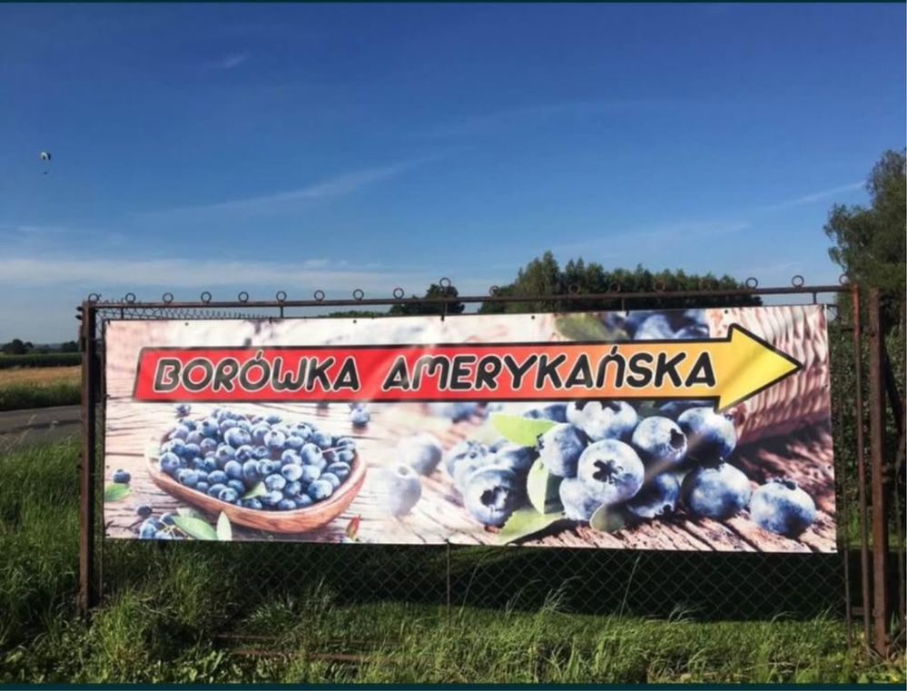 Borówka amerykańska