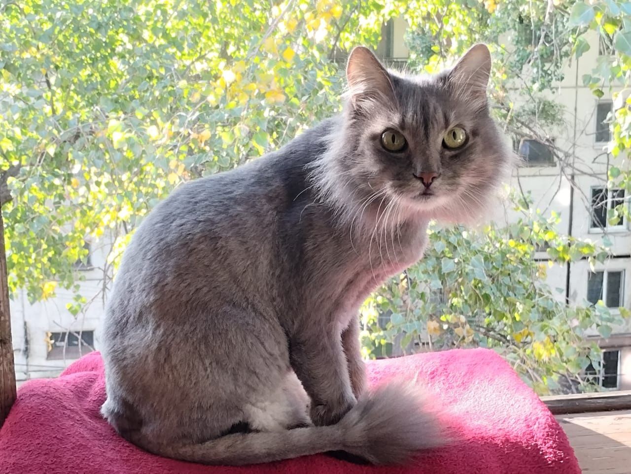 Котики ищут дом, срочно!