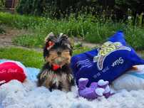 Yorkshire terrier
