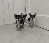 Chihuahua suczka okazja!