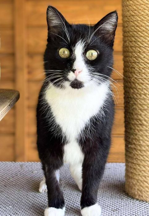 Kot Rafiki czeka na dom w schronisku