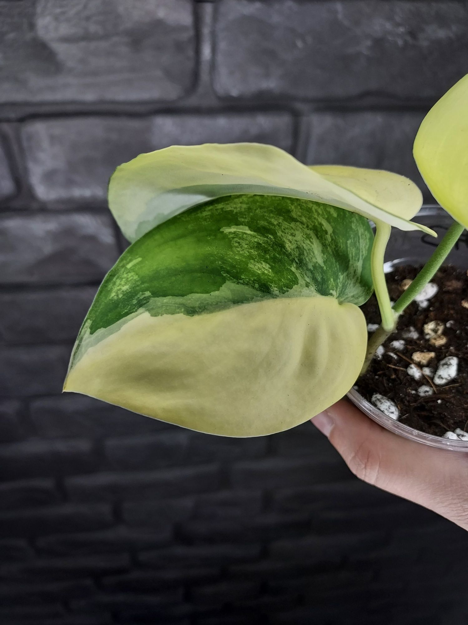 Scindapsus Jade Satin Aurea #3