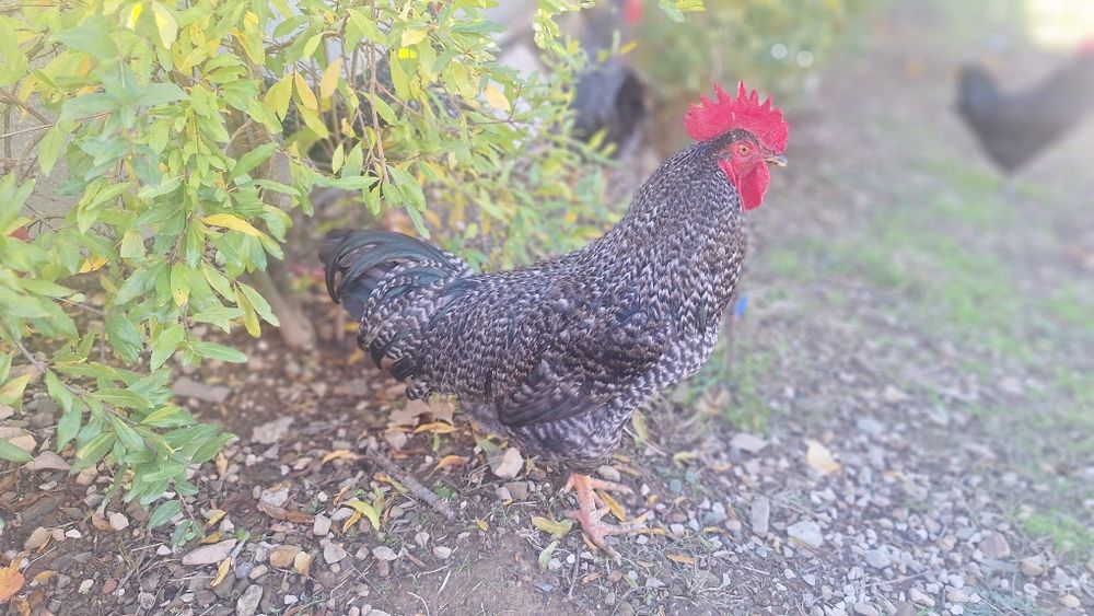 galos pedrês lindos