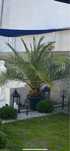 Palma Daktylowiec Kanaryjski 3 m , Phoenix Canariensis