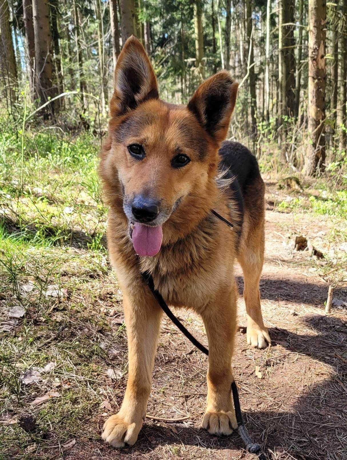 Nilo w typie owczarka niemieckiego szuka domu