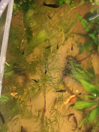 Rogatek - roślina akwariowa
