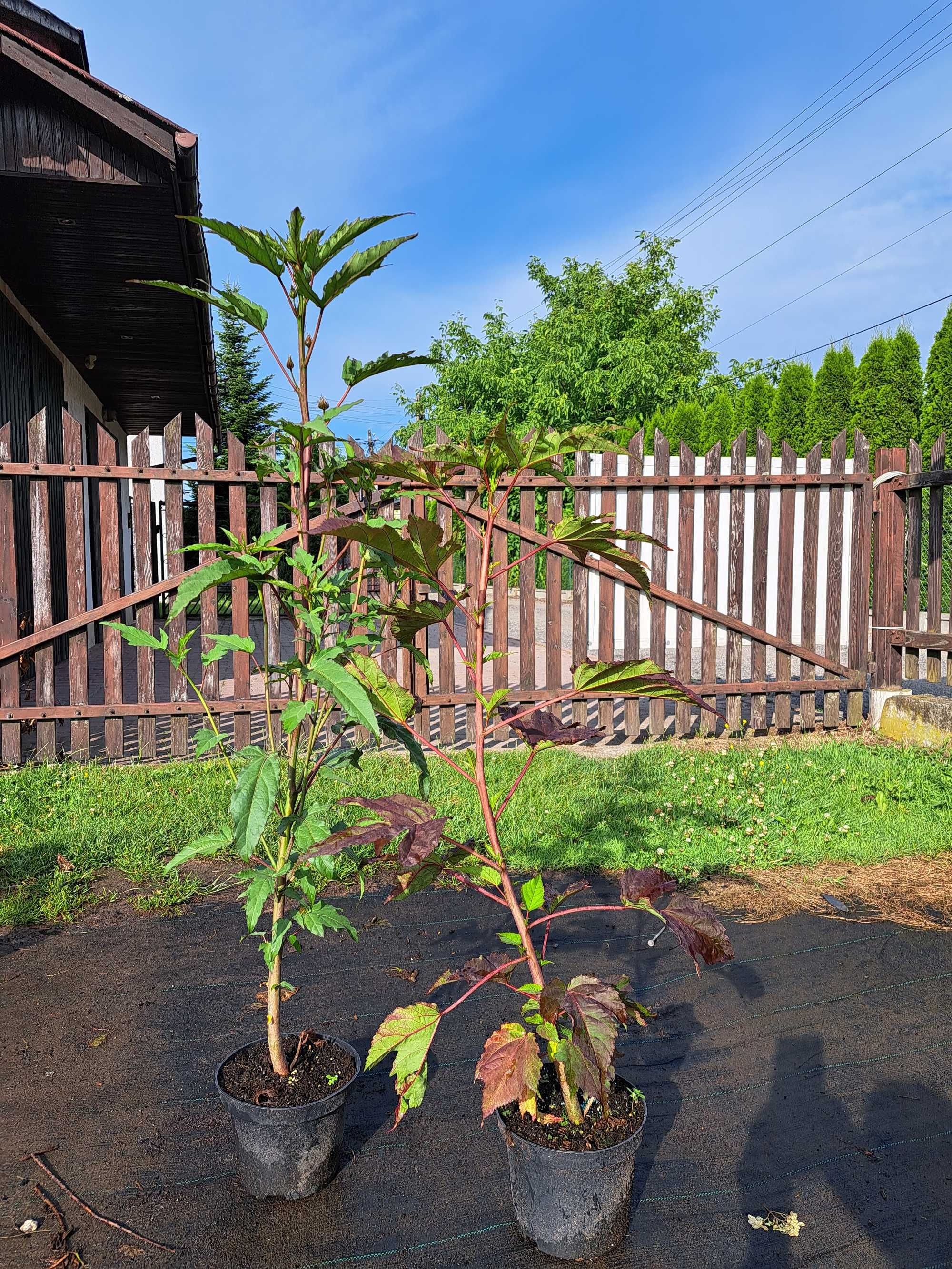 Hibiskusy bylinowe /błotne, bagienne/