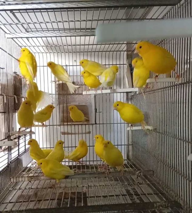 Canários liliana amarelos