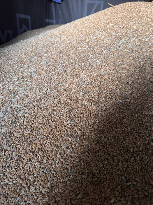 Sprzedam Pszenica Ozima Banatus po Centrali