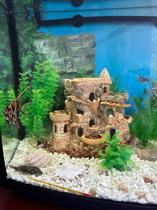 Акваріум природа на 200 літрів