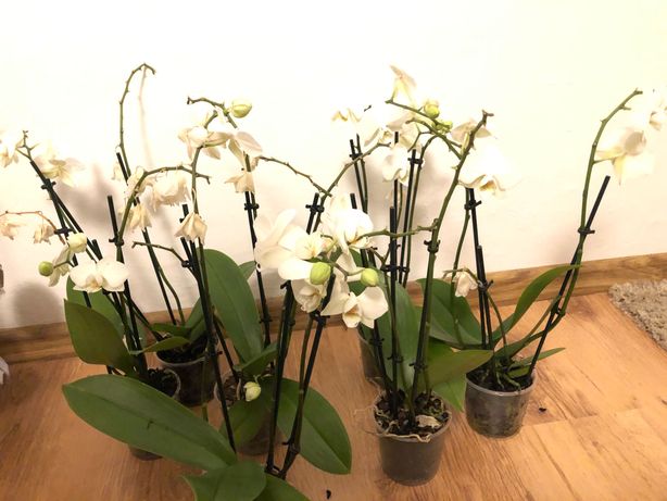 Storczyk orchidea kwiaty doniczkowe wszystkie 7 szt