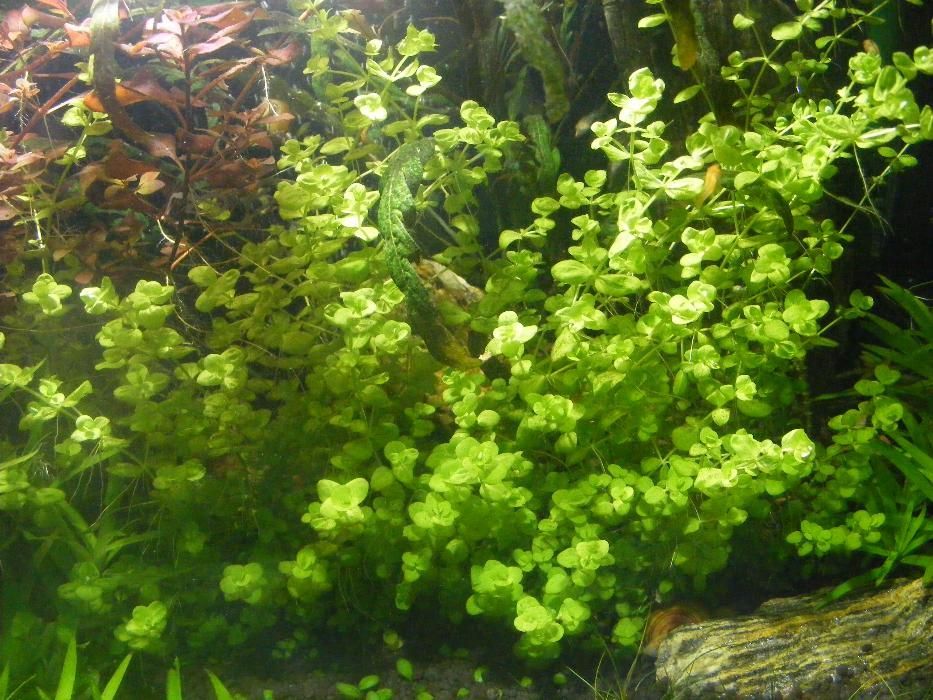 GB micrantherum umbrosum okrągłolistne
