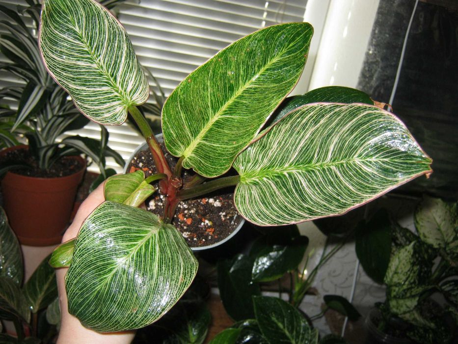 филодендрон много разных сортов