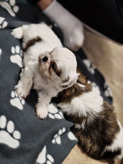 Piękny Shih Tzu z rodowodem