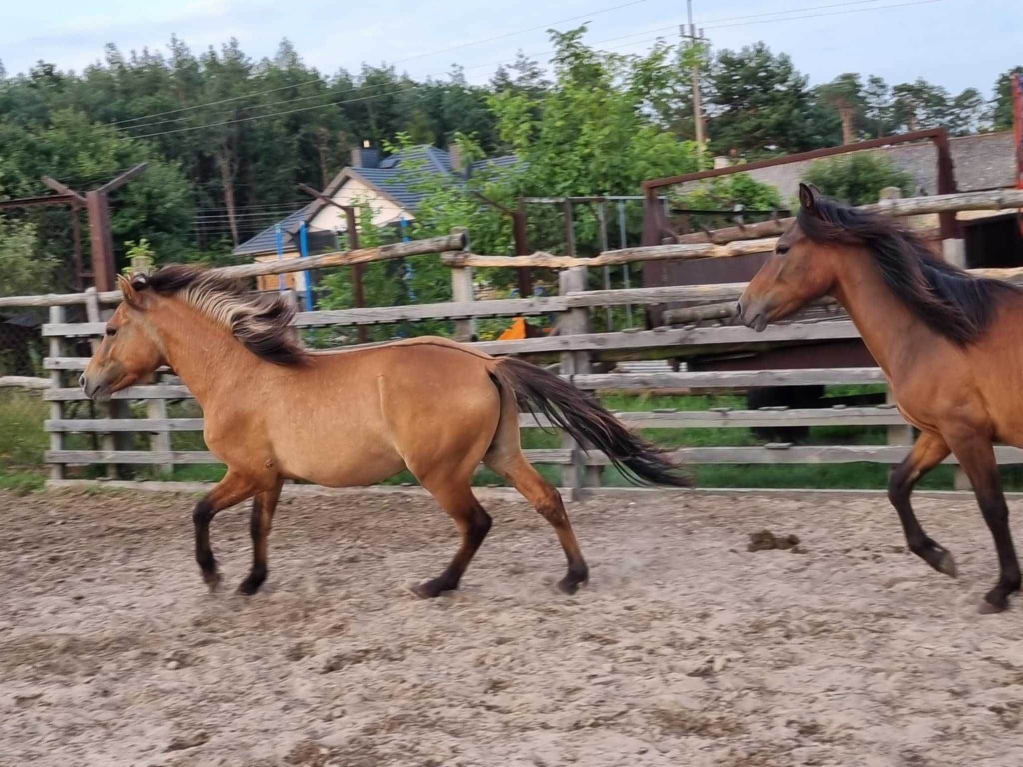 sprzedam ogierka rocznego
