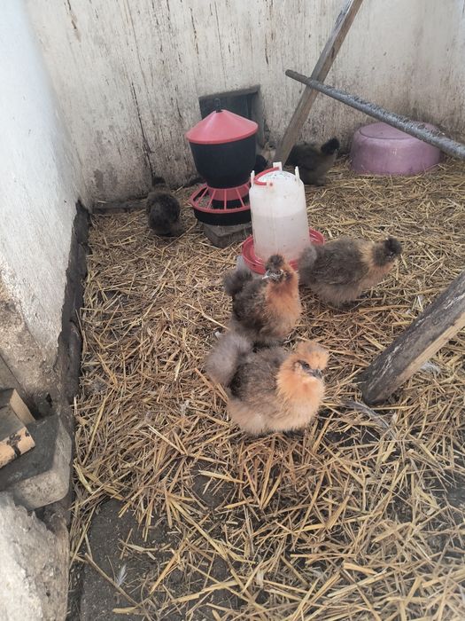 Sprzedam silki pary 3 miesięczne pary