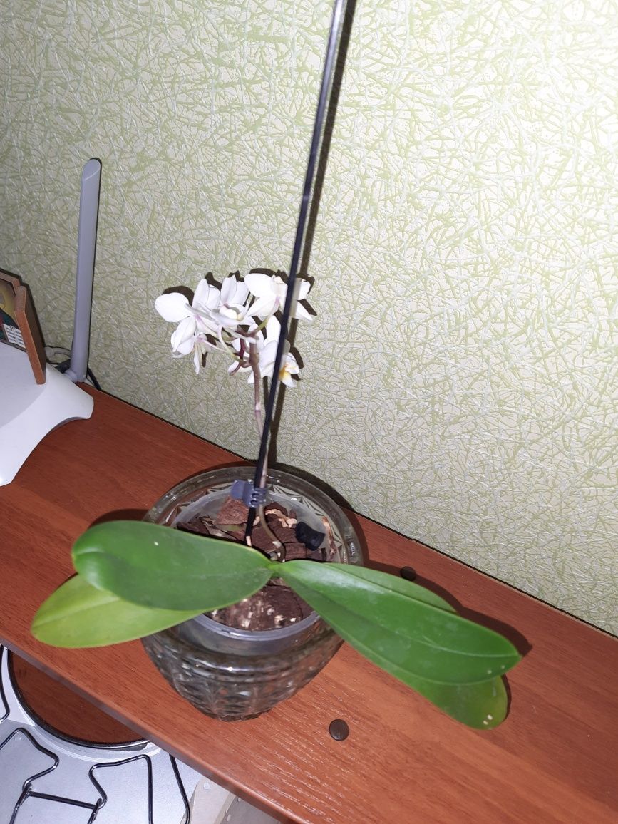 Орхідея  біла  невеличка