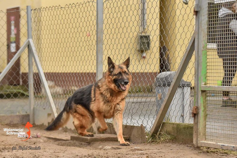 Cudowny Zorro szuka kochającego domu! W typie owczarka niemieckiego!