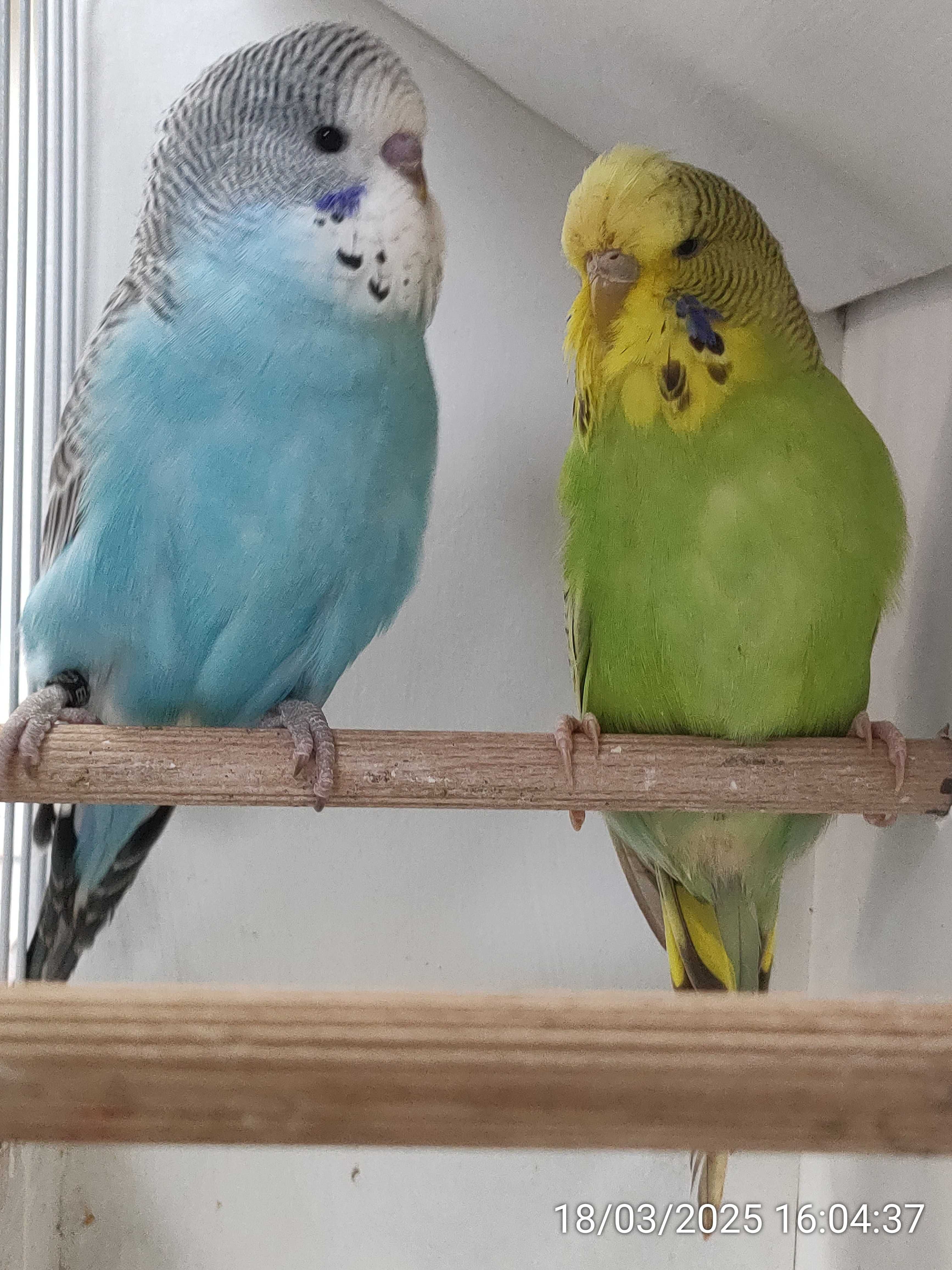 Casal Inglês disponível