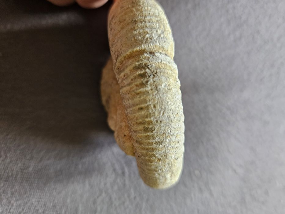 Skamielina odcisk amonit