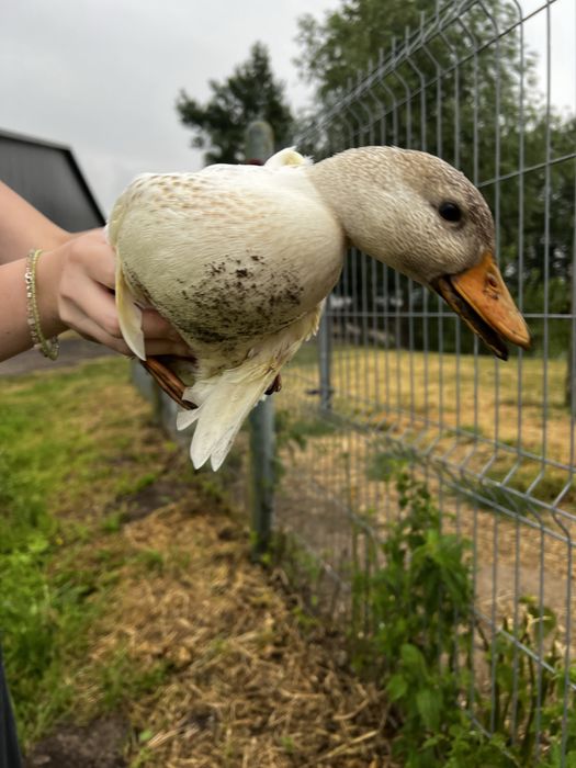 Sprzedam kaczki call duck