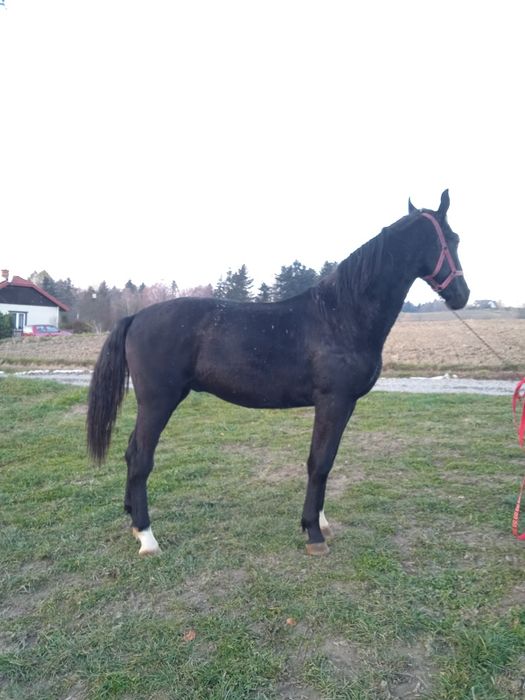 Ogierek śląski kary