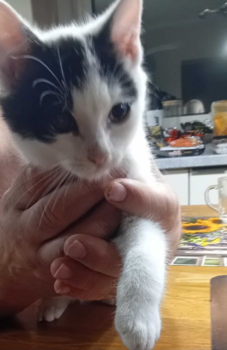 Oddam koty - dwa koty i jedna kotka