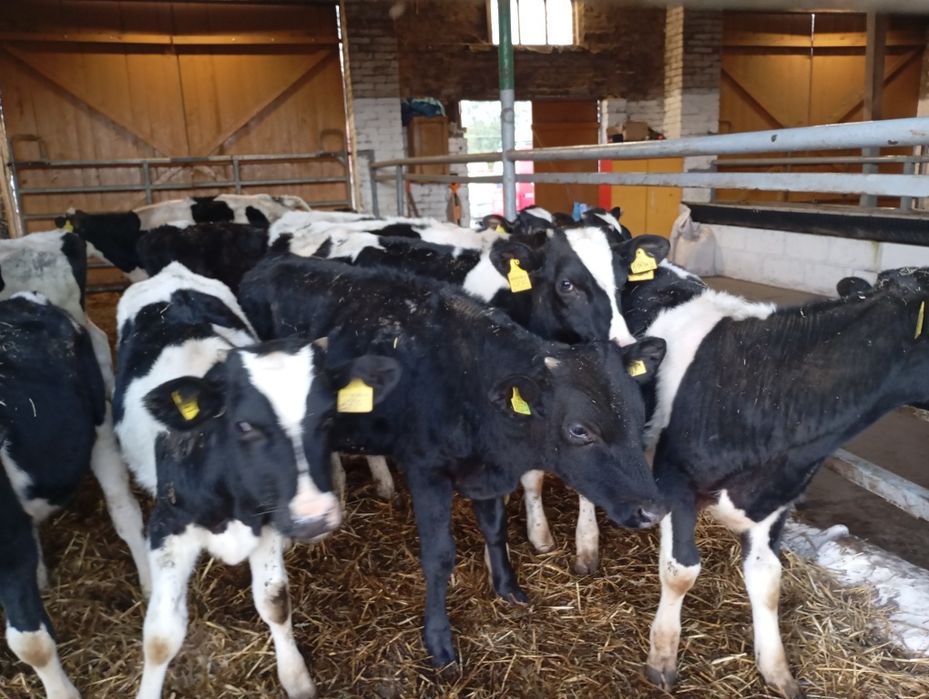 Piękne startery Byczki