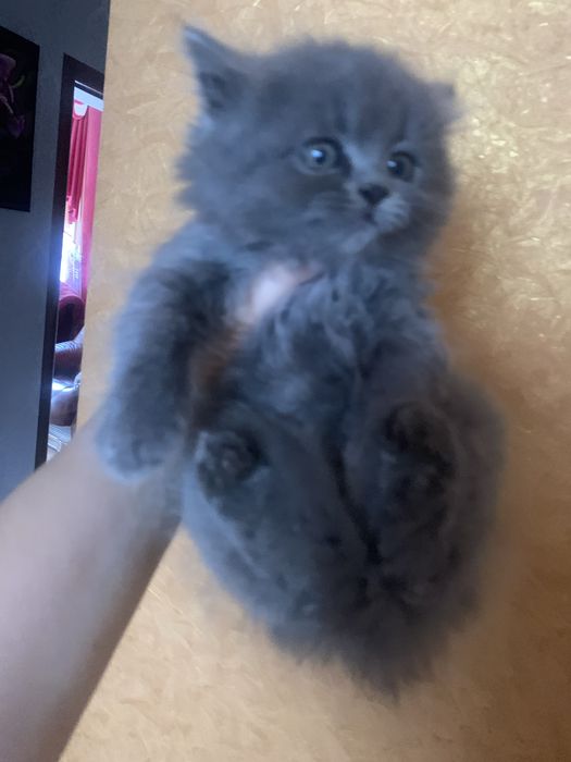 Кошенята Шотланців чекають на вас