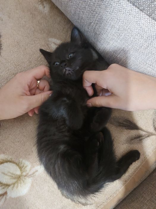 Kotki całe czarne do pokochania