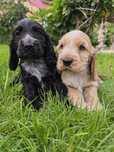 Śliczny szczeniak cocker spaniel