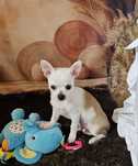 ***Piesek Xs chihuahua***