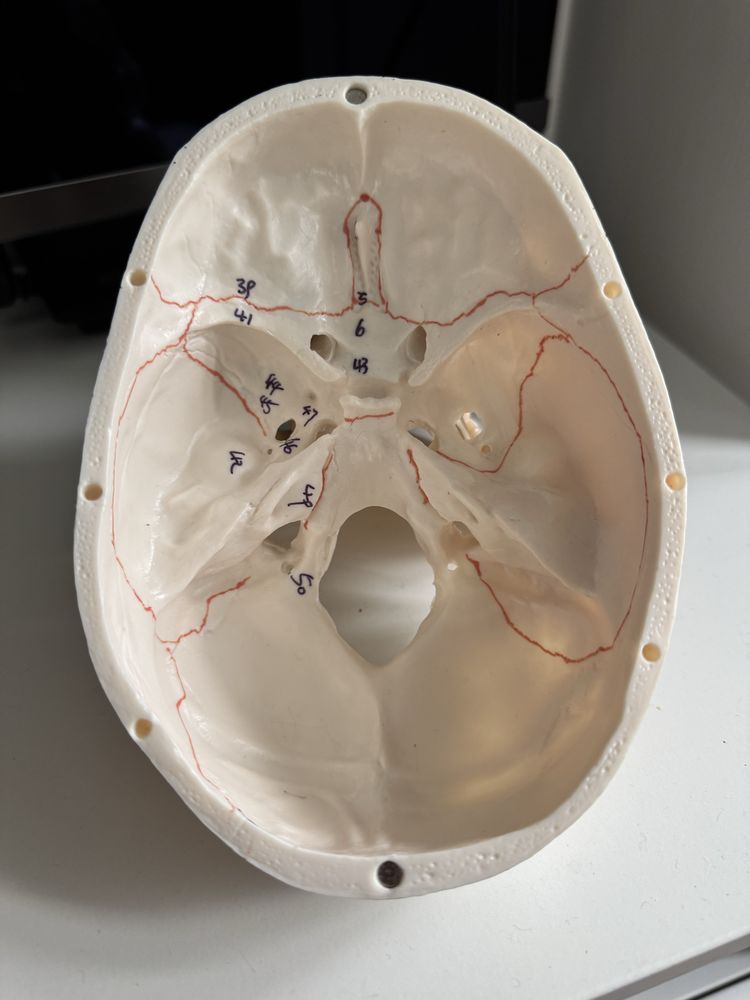 Model anatomiczny czaszki Medwil