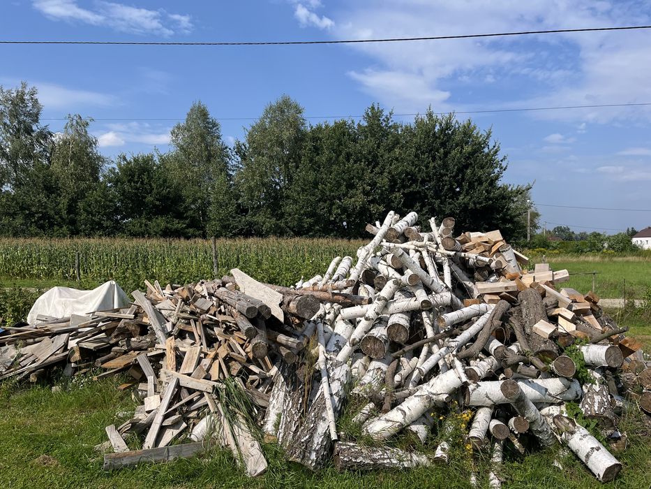 Drzewo brzoza na opał