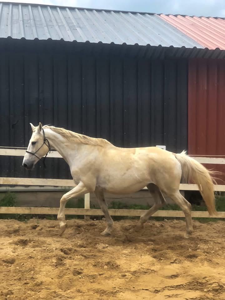 Sprzedam 18 letnią klacz