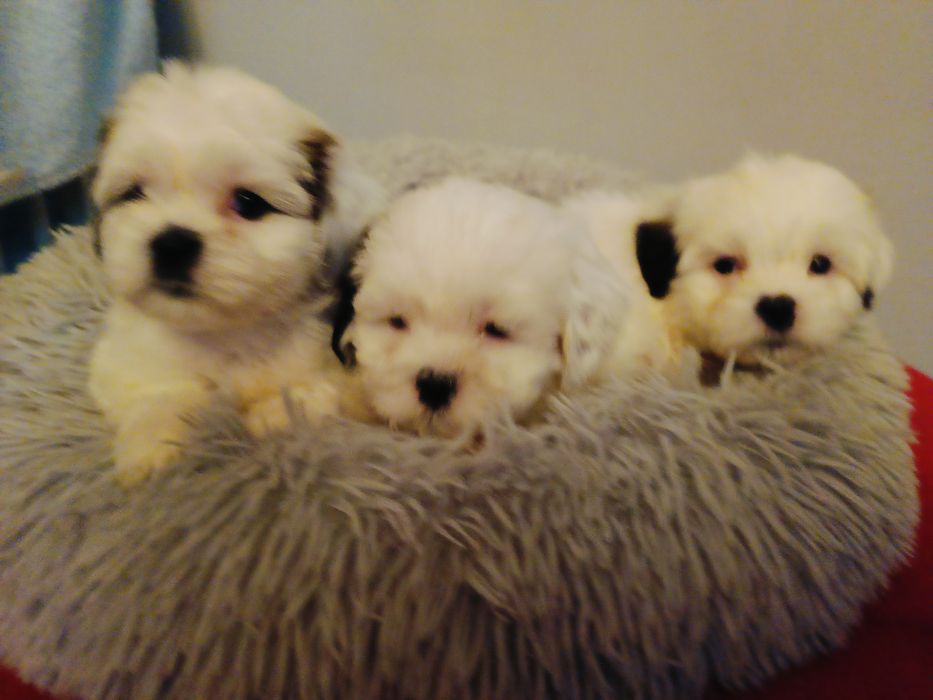 Shit-tzu gotowe do odbioru- bialutkie kulki z nowym legowiskiem